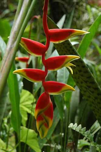 Pendent Heliconia